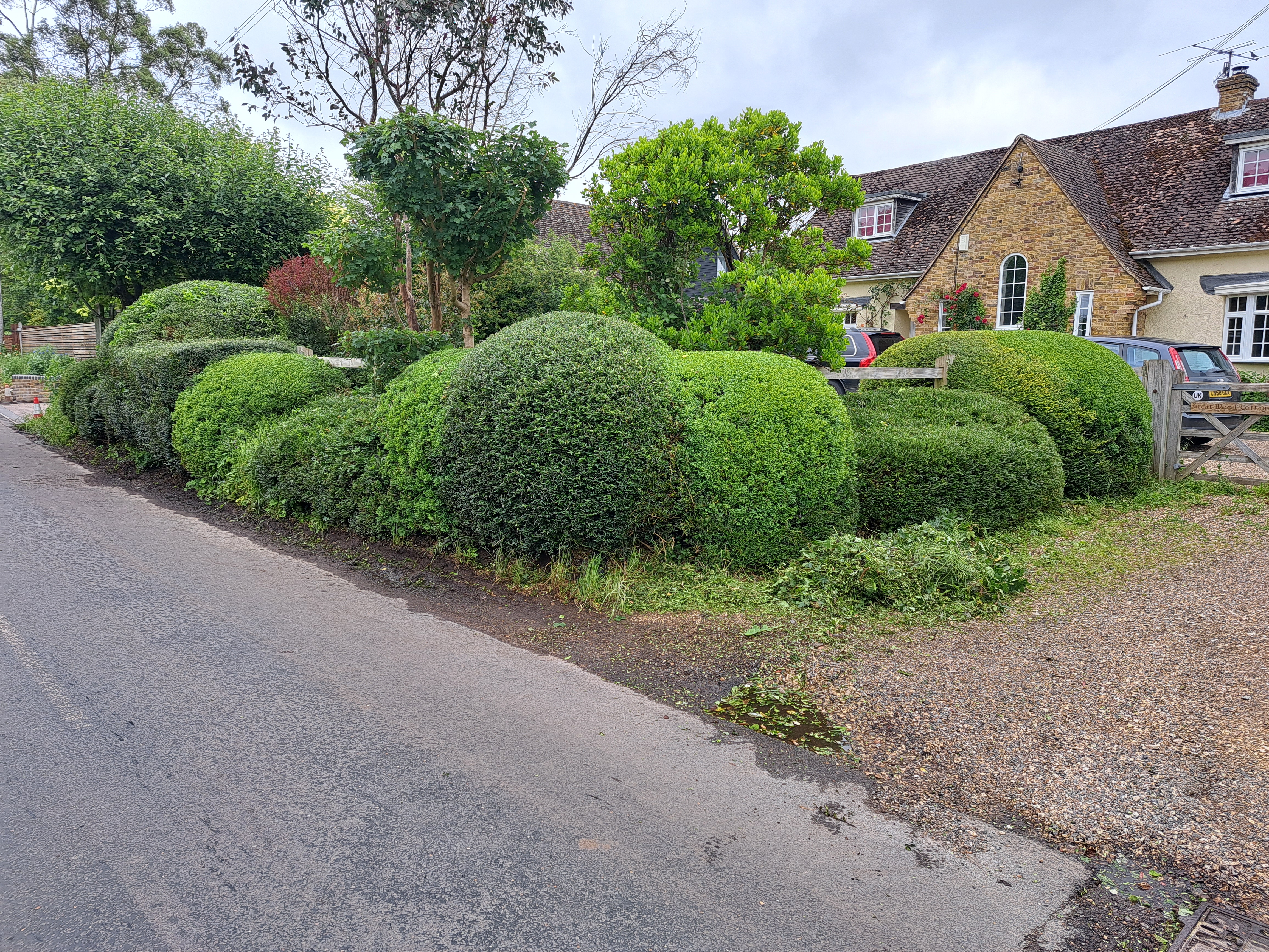 Trimmed roadside topiary after grooming