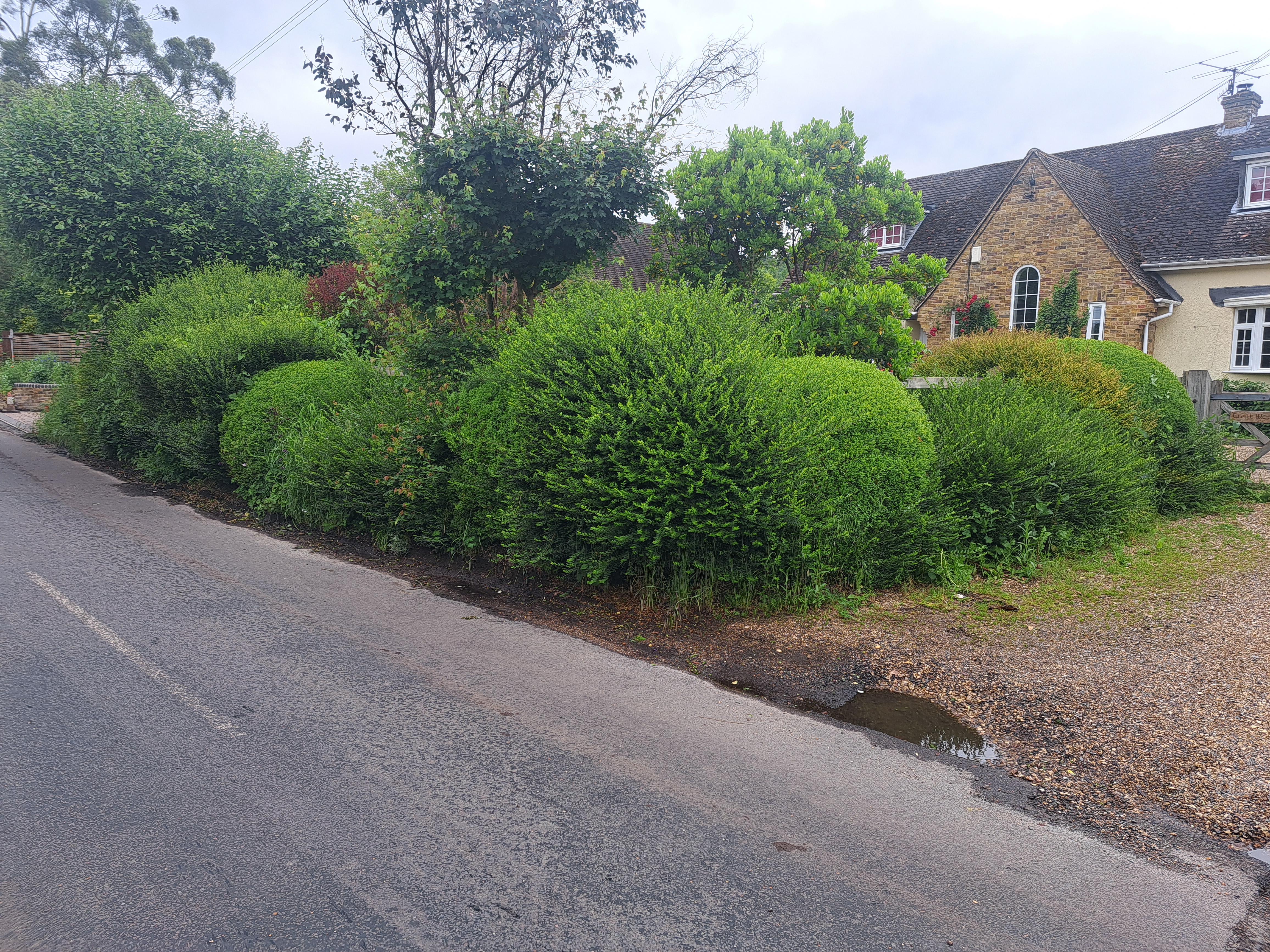 Before hedge shape and roadside topiary on a quiet lane